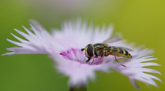 Schwebfliege (Foto: Heymer)