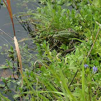 Der naturnahe amphibische Bereich stellt in Stillgewässern einen entscheidenden Übergang zwischen Land- und Wasserlebensraum