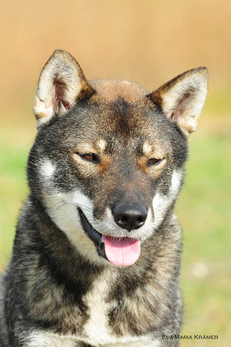  Shikoku 四国犬 , nederlandse shikoku fokker