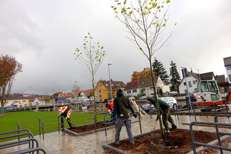Herbstpflanzungen am Parkdeck Sandstraße Foto: Dr. Franz Janka/Stadt Neumarkt