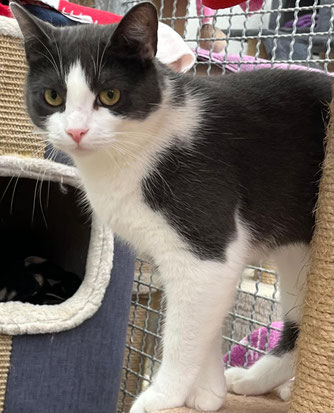 Polle (grau-weiß) und Knolle (weiß-schwarz) – verspieltes, unzertrennliches Katzen-Duo sucht neues Zuhause – Tierheim Flensburg