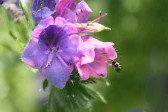 Für Laien kaum erkennbar: eine winzige Wildbiene an Natternkopfblüte