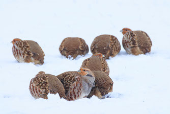 Rebhühner im Schnee. Foto: Hermann Hirsch