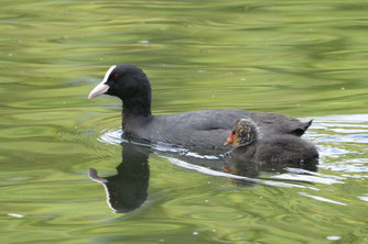 Blässralle, Foto: (c) Dr. Pit Städtler