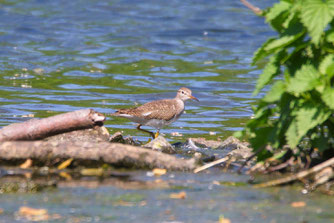 Flussuferläufer, Foto: (c) Dr. Pit Städtler