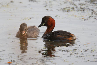 Zwergtaucher, Foto: (c) Dr. Pit Städtler