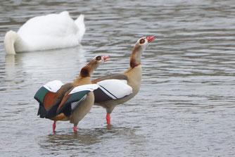 Nilgans, Foto: (c) Dr. Pit Städtler