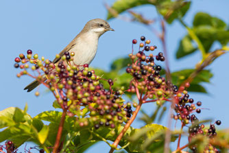 Foto: Mathias Schäf