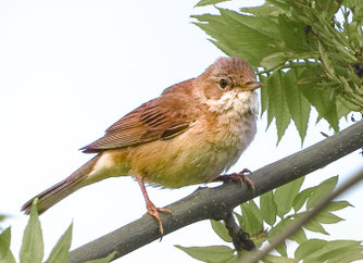 Foto: Holger Kirschner