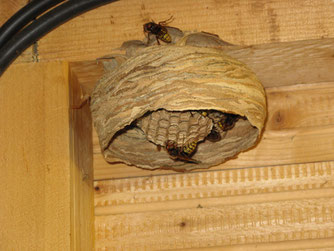 Hornissennest in Schuppen | Anja Grabs