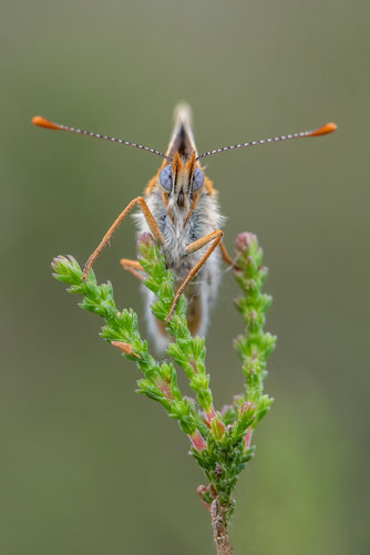 Der Wegerich-Scheckenfalter ist selten geworden - in der Preetzer Postseefeldmark kommt er regelmäßig vor (Foto: NABU/Sandra Malz).