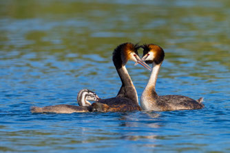 Auf dem Kührener Teich kommen verschiedene Lappentaucherarten wie der hier abgebildete Haubentaucher vor (Foto: NABU/Mathias Schäf).