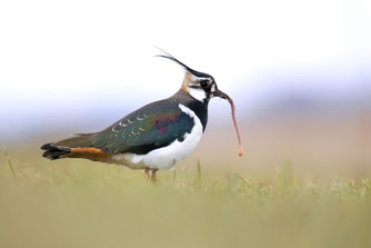 Die immer seltener werdenden Kiebitze finden in der Postseefeldmark gute Lebensbedingungen (Foto: NABU/Thomas Hampelmann).