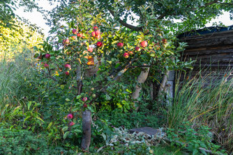 Obstbäume sind ein wichtiger Bestandteil von Naturgärten (Foto: NABU/Marc Scharping)