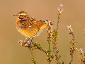 Braunkehlchen leben im Offenland, nutzen jedoch einzelne Büsche oder hohe Stauden als Sing- und Ansitzwarten. Sie finden deshalb in der halboffenen Weidelandschaft der Preetzer Postseefeldmark gute Lebensbedingungen (Foto: NABU/Mathias Schäf)..