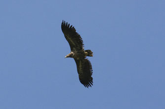 Neben Schwarz- und Mittelspecht sind Kolkrabe, Kranich und auch der hier abgebildete Seeadler zu erwarten (Foto: NABU/Marco Sommerfeld)