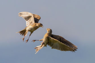 Die Männchen der selten gewordenen Feldlerchen können bei Revierstreitigkeiten außerordentlich aggressiv auftreten. Damit im Zusammenhang stehende Kämpfe treten vor allem im Frühjahr auf (Foto: NABU/Mathias Enert). 