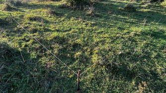 Bei einer Vegetationsaufnahme werden alle Pflanzenarten innerhalb des Rahmens bestimmt (Foto: NABU/Holger Düsedau).