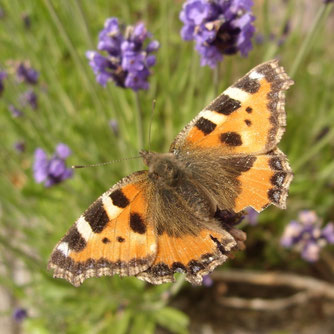 Kleiner Fuchs (Foto: Roland Steinwarz)