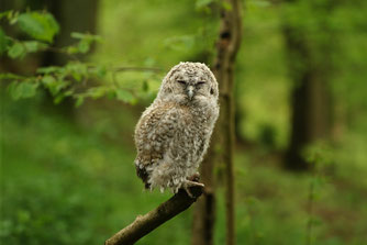 Junger Waldkauz (Ästling). Foto: Roland Steinwarz