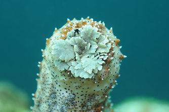 Holothurie "Pearsonothuria graeffei" (Semper, 1868) mer d'Andaman