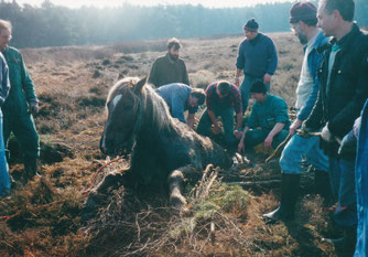Entkusselungsarbeiten vor 25 Jahren im Heilsmoor mit Rückepferd. Das Rückepferd hat das Moorbad unbeschadet überstanden.