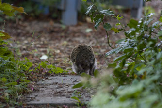 Igel