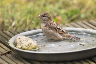 Haussperling beim Baden. Foto: NABU/Jan Piecha