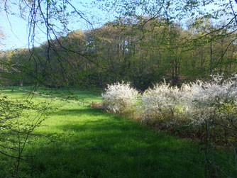 Frühling im Neandertal, H.Willmes