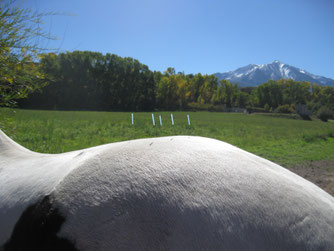 horse acupuncture