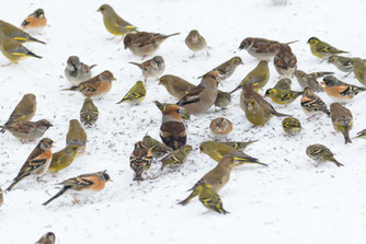 Vögel im Schnee