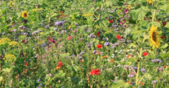 Blühende Wiese mit Sonneblumen