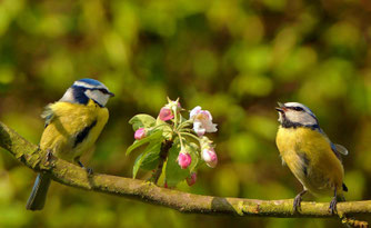 Foto: Josef Graf