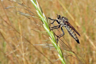 Raubfliege auf Gras