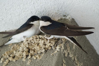 Zwei Mehlschwalben beim Nestbau