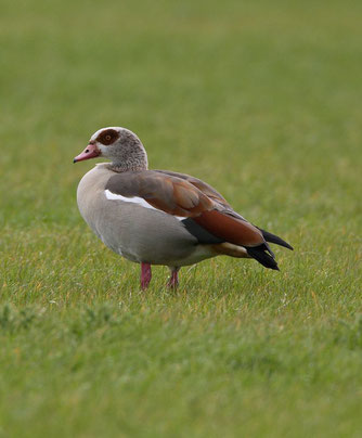 Nilgans auf Wiese