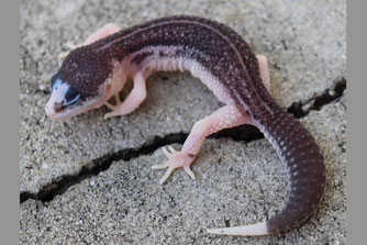 Bild: Bayside Geckos