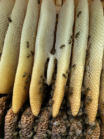 Das Innenleben in der Bienenkiste (Foto: NABU Büttelborn [sb])