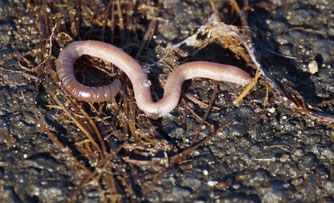 Regenwurm (Foto: G. Kleinschrodt [naturgucker.de])