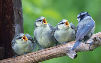 Blaumeisen-Nachwuchs (Foto: naturgucker.de [A.Schultner])