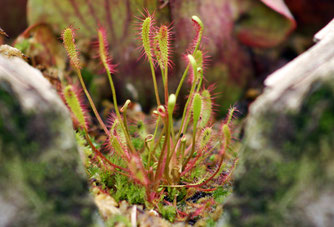 Sonnentau, Drosera, Moorbeet, Gartentipps, Einsteigerpflanze für FleischfressendePflanze, Karnivoren, Carnivor, Fliegenfänger