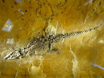 Krokodil Fossil, Foto: ©KBenedickt