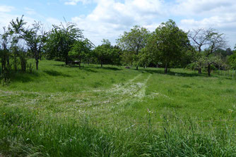 In den Streuobstwiesen Foto: ©KBenedickt