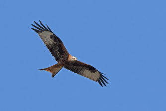 Rotmilan, milvus milvus Foto:©RTichai