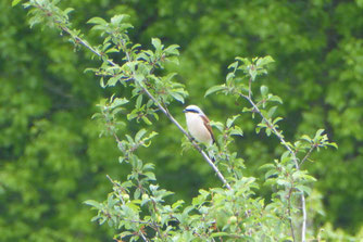 Neuntöter, lanius collurio, Foto: ©KBenedickt
