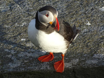 Arktisches Bruederchen Foto:©Fritz Fornoff