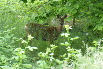 Reh in der Deckung, Foto: ©KBenedickt