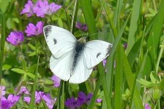 Karstweißling, pieris mannii, Foto: ©RGeppert