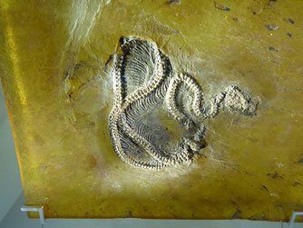 Python Fossil, Foto: ©KBenedickt