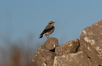 Steinschmätzermännchen - Foto: NABU Sulingen/Klaus Thiele